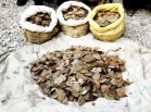 Pangolin scales worth Rs 1 crore seized, three arrested