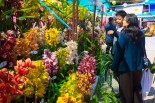 Indian Orchid Festival focus on mainstreaming orchid cultivation, legal awareness