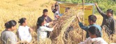 ICAR Sikkim Centre celebrates Field Day of 'Sikkim Dhan-1' rice variety