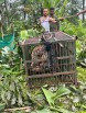 Adult leopard rescued from Soreng Busty, relocated