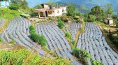 Mamzey aims Rs. 2 crore income with Dalle Khorsani farming