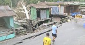  Tree collapse in Teesta Bazaar’s Krishnagram sparks panic amid fears of landslides
