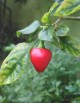 Special Central support for cherry pepper, avocado & kiwi cultivation in Sikkim