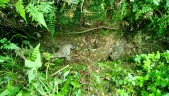 Two leopard cubs found in Bagdogra tea garden