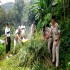 Anti-Drug Operation: Rhenock Police destroys 665 marijuana plants 