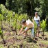 Efforts for reviving large cardamom cultivation in Dzongu