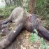 Makhna elephant dies after fight with tusker in Bagdogra forest