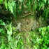 Two leopard cubs found in Bagdogra tea garden