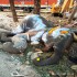 Female elephant calf succumbs after 22-day battle