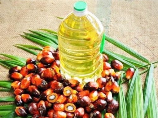 Oil palm in the North East: can we do it better?