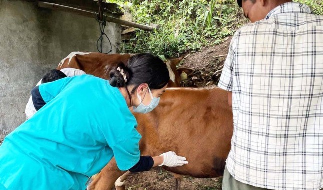 Sikkim’s livestock on recovery path after Lumpy Skin Disease outbreak