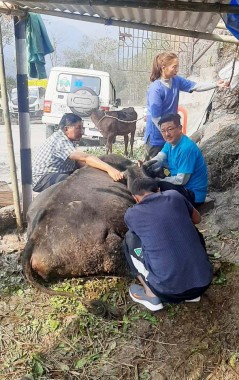 Sikkim expected to be free from Lumpy Skin Disease outbreak by monsoon end State rolls out compensation process for affected farmers, vaccination coverage reach 42%