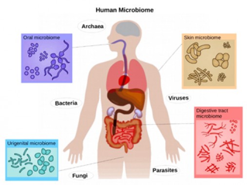 Microbiome A Delicate Ecosystem In Our Body Sikkimexpress