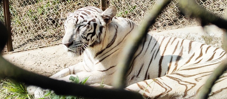 Darjeeling zoo unveils white tigers as Christmas gift