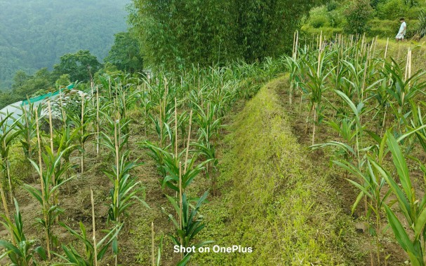 State mission to revive large cardamom cultivation gains momentum