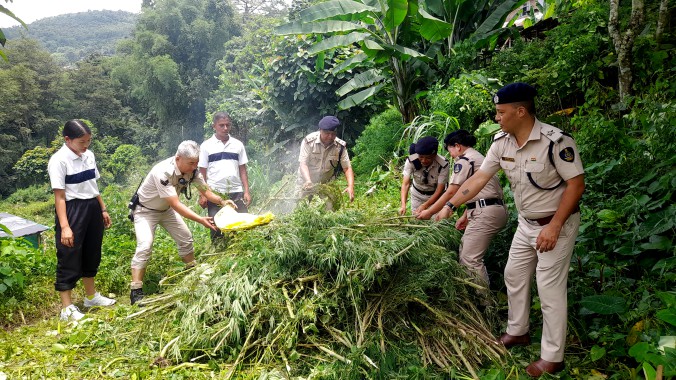 Anti-Drug Operation: Rhenock Police destroys 665 marijuana plants 
