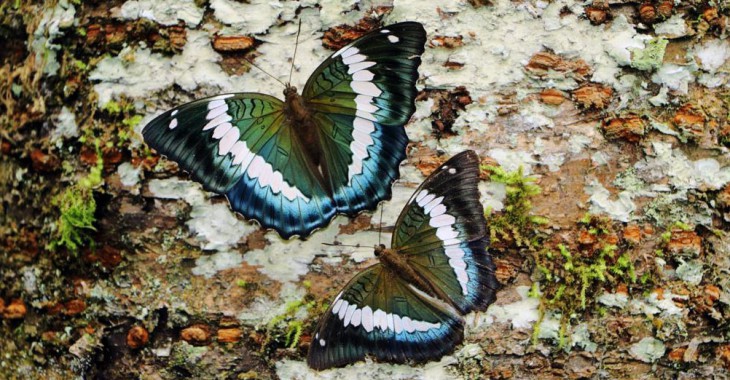 Blue Duke declared as the State Butterfly of Sikkim