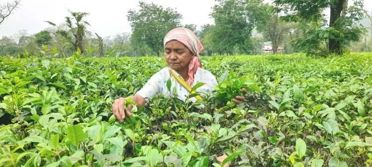 Plucking resumes at closed Panighatta Tea Estate