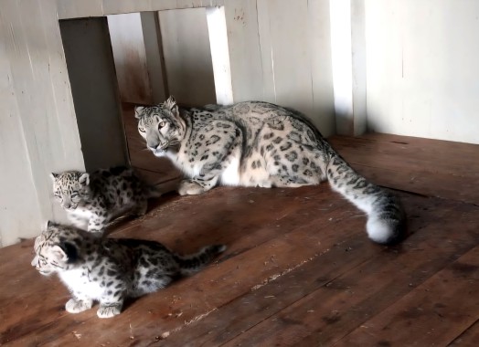 Two more snow leopard cubs born in Darjeeling Zoo
