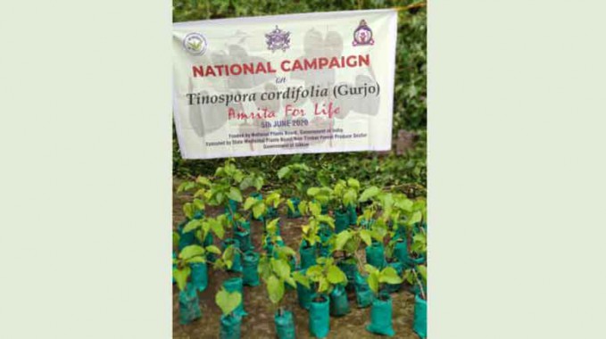 National campaign on medicinal plant Gurjo launched