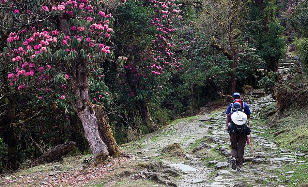 Preserving pristine forests of Sikkim