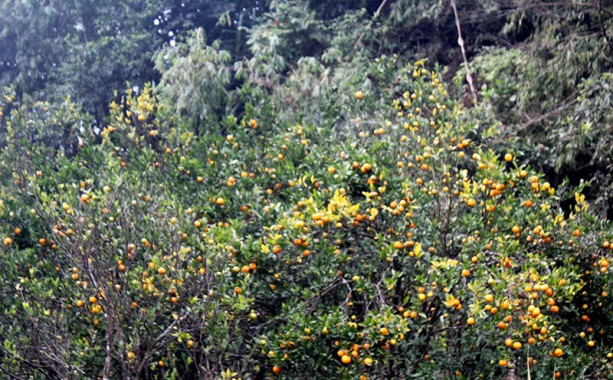 Farmers concerned over decline in Darjeeling Mandarin orange production 