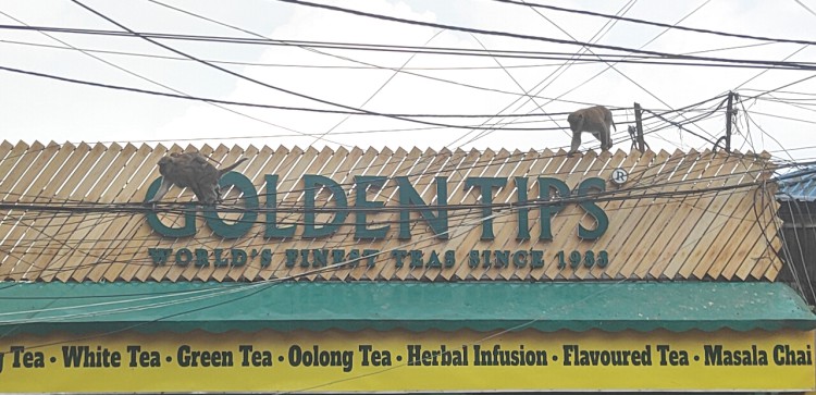 Darjeeling Municipality plans sterilization to address monkey menace