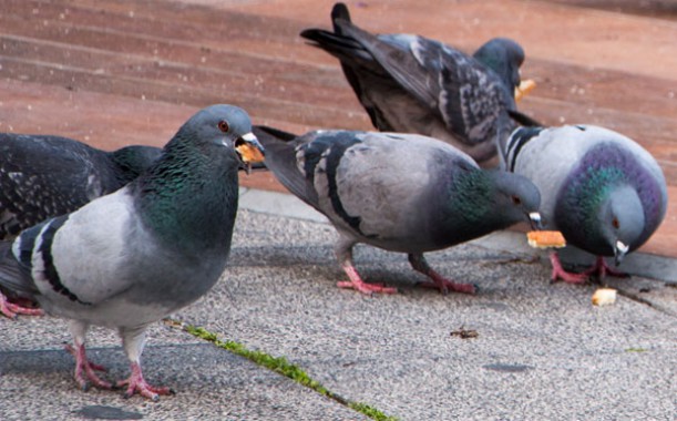 Pigeons to the rescue - Sikkimexpress