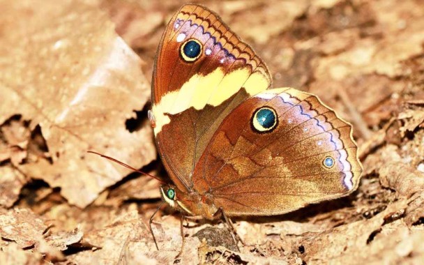 55 butterfly species recorded during Tholung Valley survey