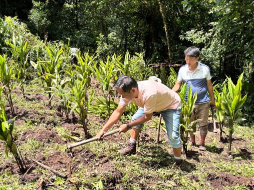 Efforts for reviving large cardamom cultivation in Dzongu
