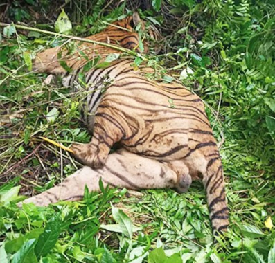 Tiger Dies At Kaziranga National Park - Sikkimexpress