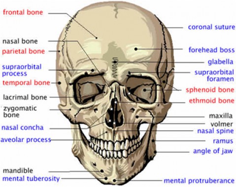 Maxillofacial Trauma & its Management - Sikkimexpress