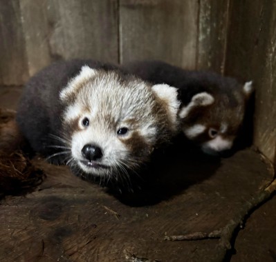 Red panda cubs born at Himalayan Zoological Park
