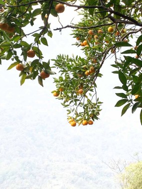 Horticulture Dept working on revival of Sikkim mandarin oranges