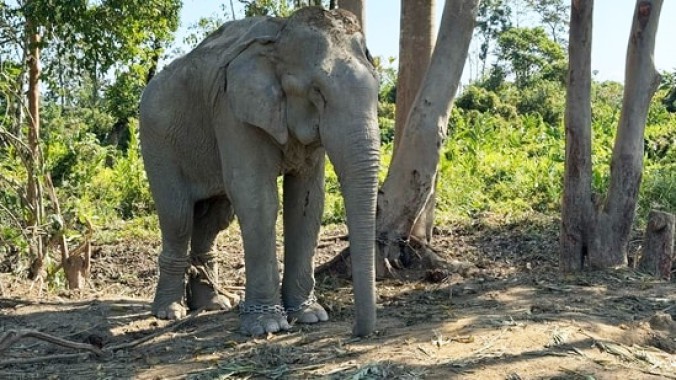 Vantara to shelter 20 elephants rescued from exploitative logging industry