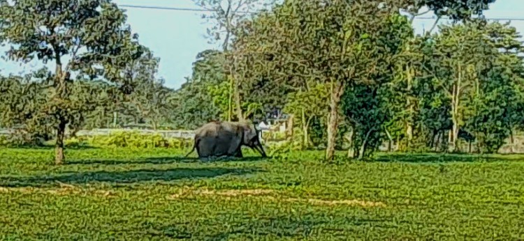 Challenge to push back lone tusker towards jungle