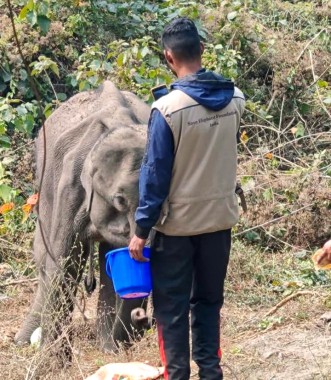 Injured elephant ‘Hope’ shows signs of recovery after 18 days