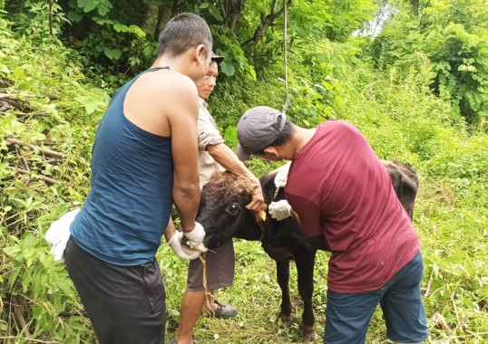 Lumpy Skin Disease outbreak in Sikkim showing signs of decline, says Central team