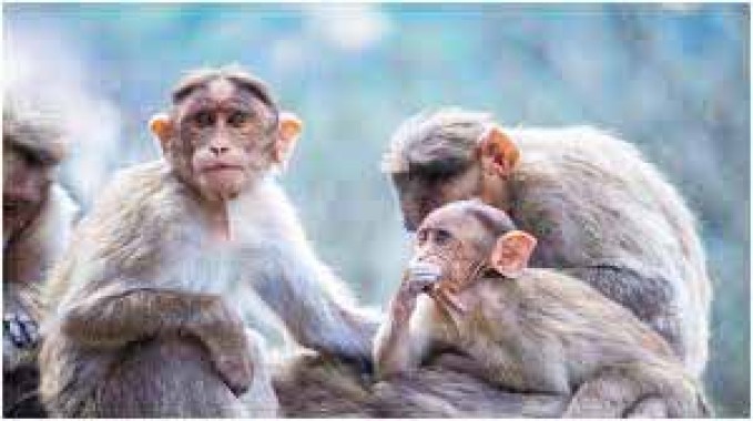 Forest department initiates measures to tackle rising monkey menace in Gangtok