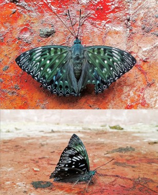 Dzongu proves existence of elusive Constable Butterfly in Sikkim