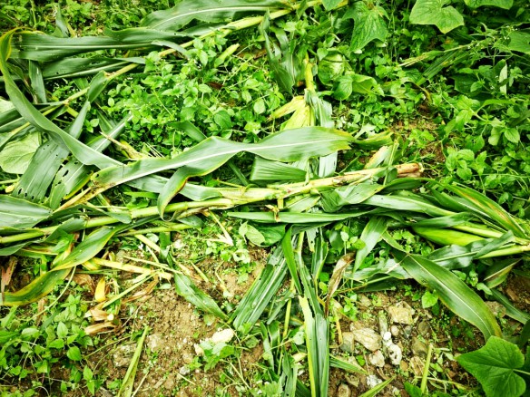 Gyalshing farmers in despair due to frequent crop damage by wild animals 