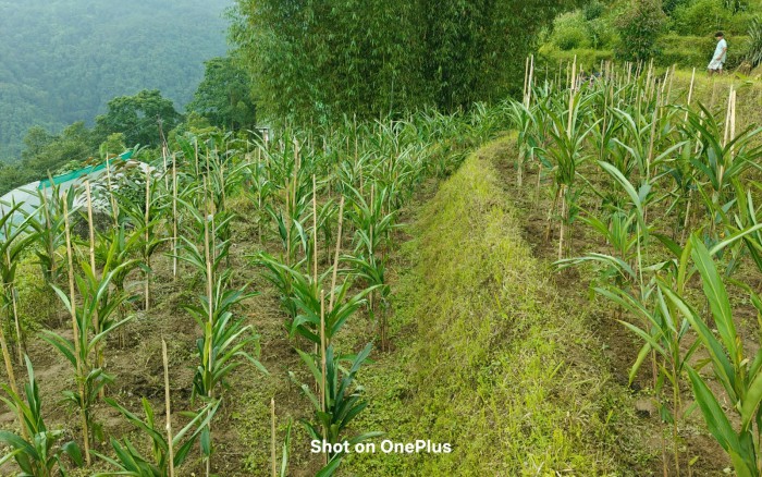 State mission to revive large cardamom cultivation gains momentum
