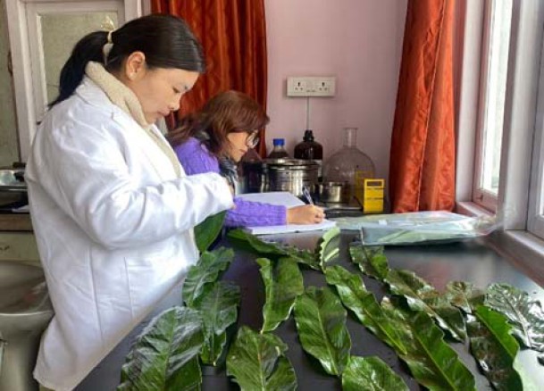 Mero Alaichi, Mero Dhan: Sikkim’s ‘Green Gold’ revival starts in full swing
