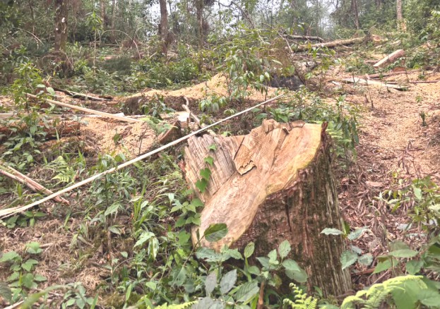 Forest department rejects negligence allegations on timber felling